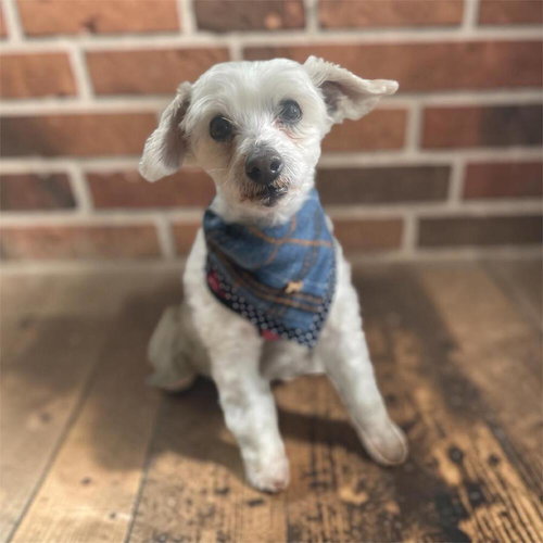 picture of the dog needing adoption