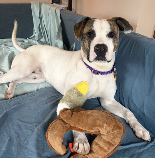 Hopscotch, an adoptable Terrier in Bellingham, WA