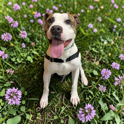 picture of the dog needing adoption