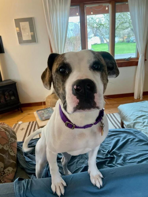 Hopscotch, an adoptable Terrier in Bellingham, WA
