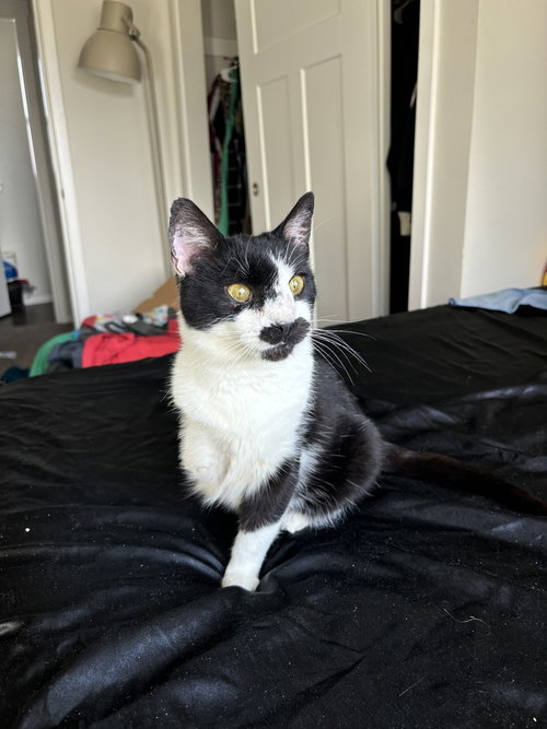 Cleocatra, an adoptable Domestic Short Hair in Bellingham, WA