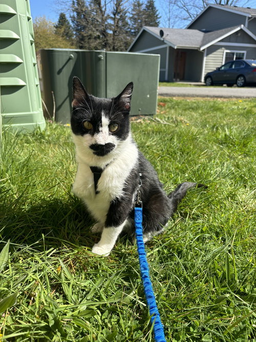 picture of the cat needing adoption