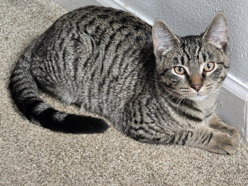 Purr-mes, an adoptable Domestic Short Hair in Bellingham, WA