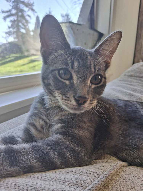Apawllo, an adoptable Domestic Short Hair in Bellingham, WA