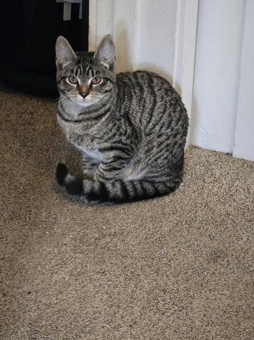 Athena, an adoptable Domestic Short Hair in Bellingham, WA