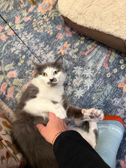 Maki, an adoptable Domestic Long Hair in Bellingham, WA
