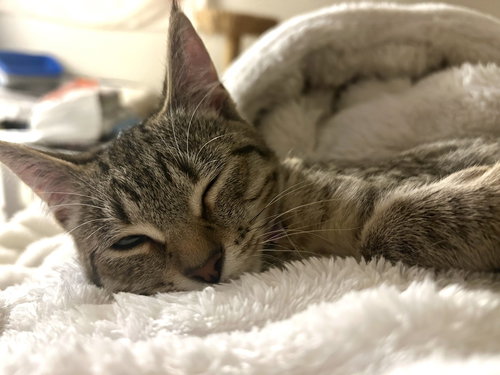 Ruby, an adoptable Domestic Short Hair in Bellingham, WA