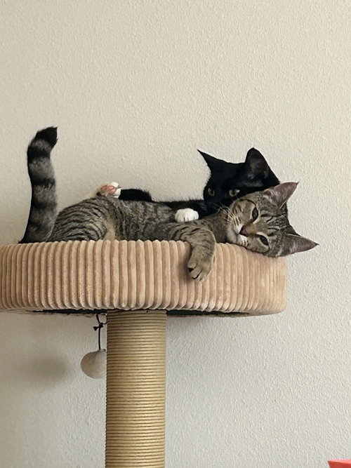 Photo of Ruby