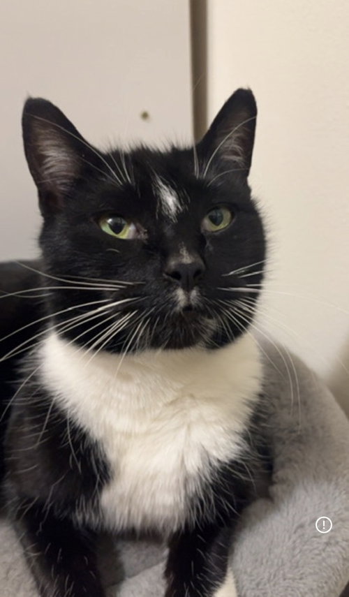 Lola, an adoptable Domestic Short Hair in Bellingham, WA