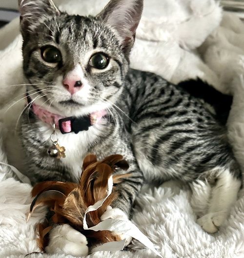 Sapphire, an adoptable Domestic Short Hair in Bellingham, WA