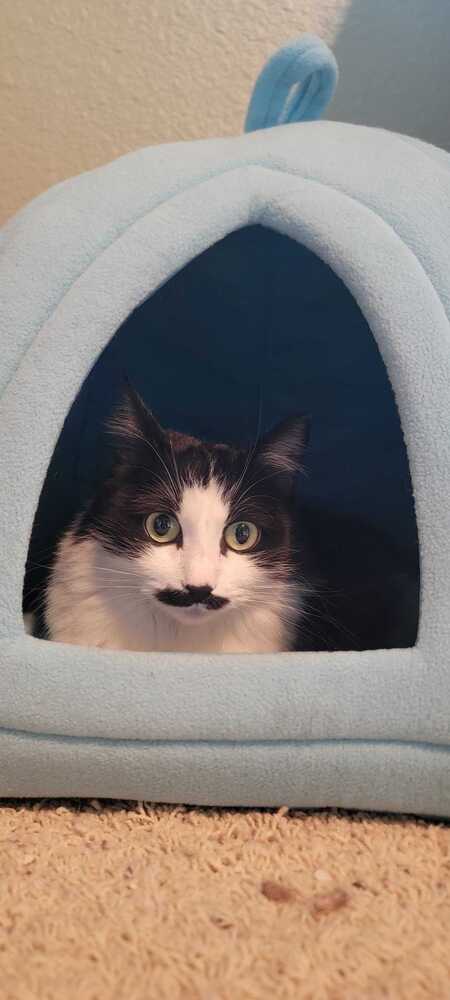 Inari, an adoptable Domestic Long Hair in Bellingham, WA