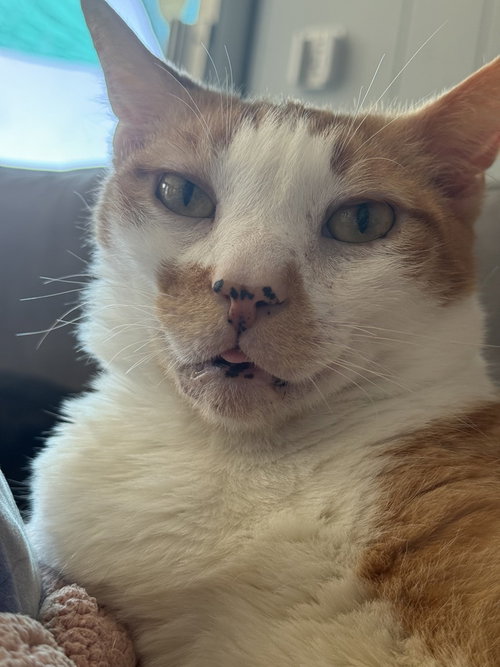 Stanley, an adoptable Domestic Short Hair in Bellingham, WA