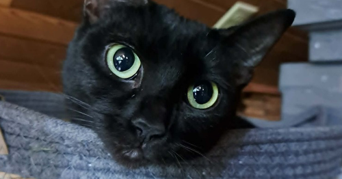 Trixie, an adoptable Domestic Short Hair in Bellingham, WA