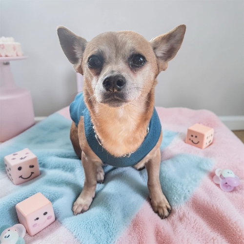 Atty, an adoptable Chihuahua in Bellingham, WA