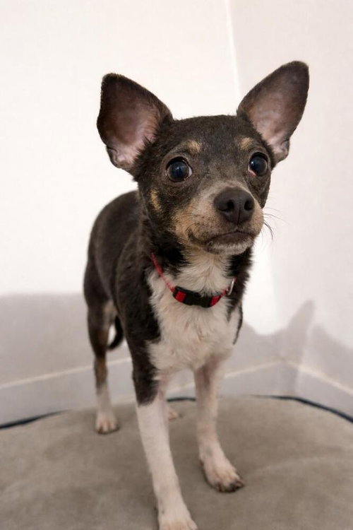 Georgie, an adoptable Chihuahua in Bellingham, WA