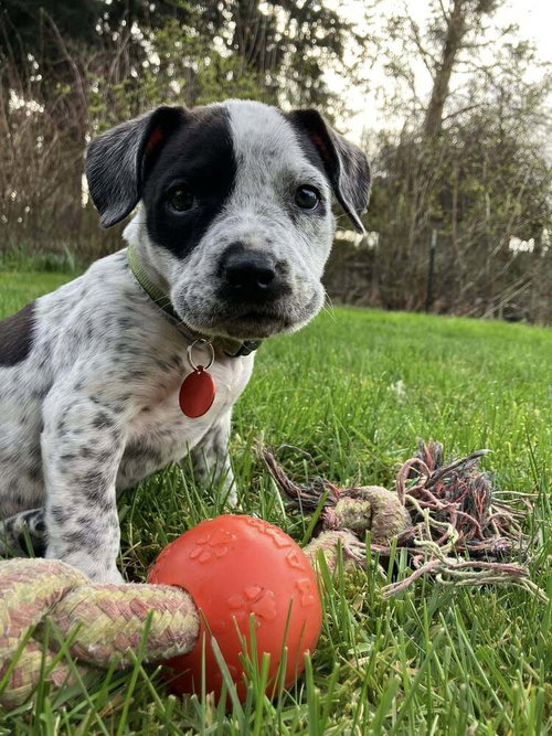 picture of the dog needing adoption