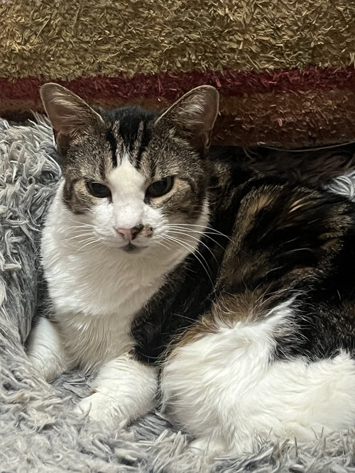 Ms. Kitty, an adoptable Domestic Short Hair in Bellingham, WA