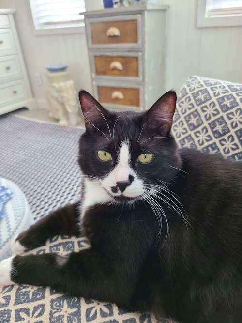 Buttons, an adoptable Domestic Short Hair in Bellingham, WA