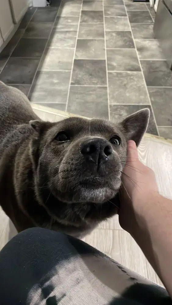 Fig - Shiba Inu
