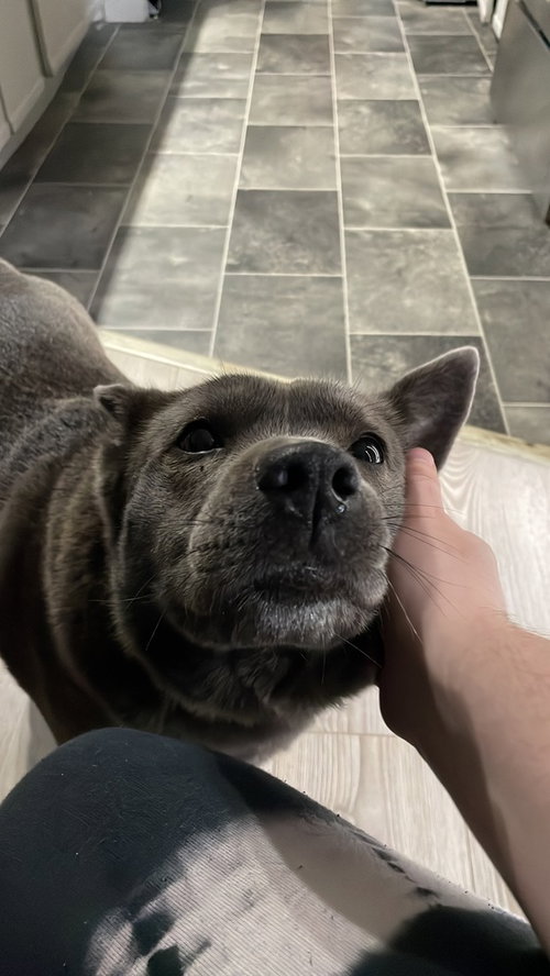 Fig, an adoptable Terrier in Bellingham, WA