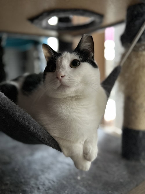 Jinshi, an adoptable Domestic Short Hair in Bellingham, WA