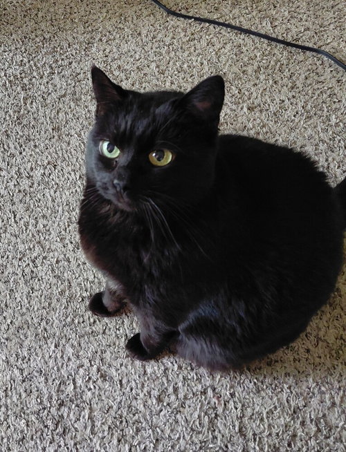 Tinkerbell, an adoptable Domestic Short Hair in Bellingham, WA
