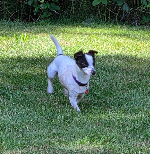 Milo, an adoptable Chihuahua in Bellingham, WA