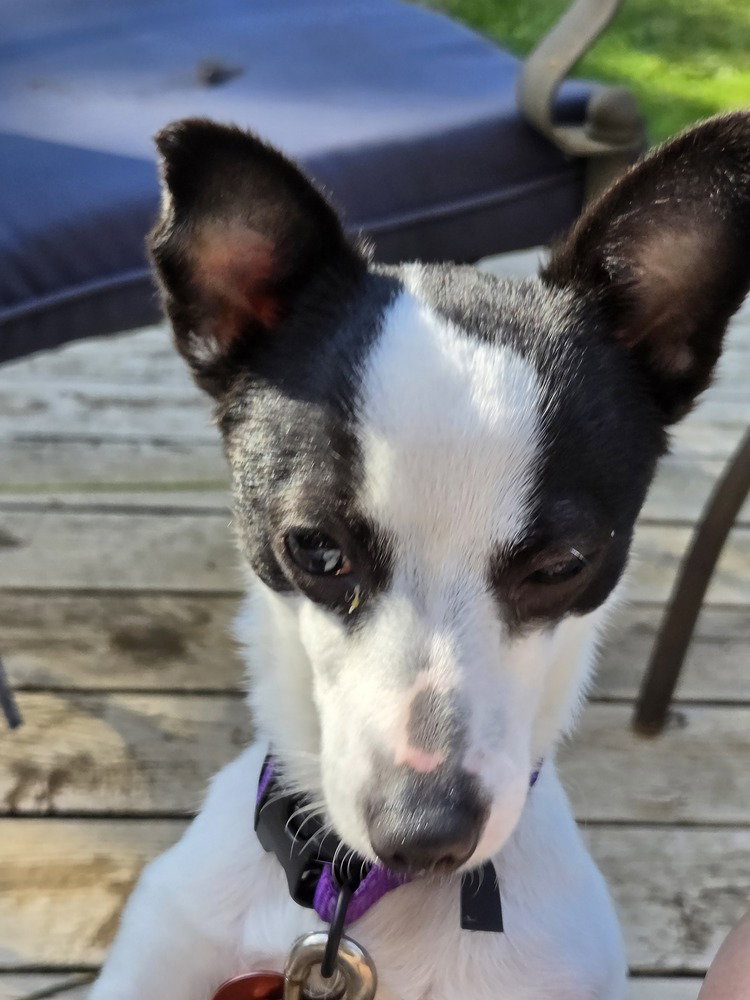 Milo