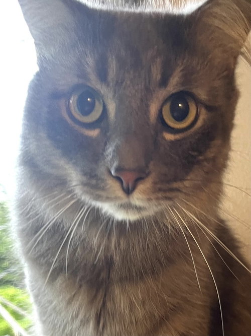 Smoky, an adoptable Domestic Medium Hair in Bellingham, WA
