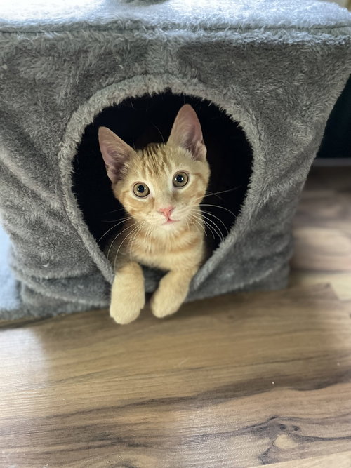 Jerry, an adoptable Domestic Short Hair in Bellingham, WA