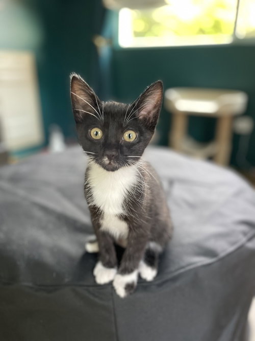 Terry, an adoptable Domestic Short Hair in Bellingham, WA