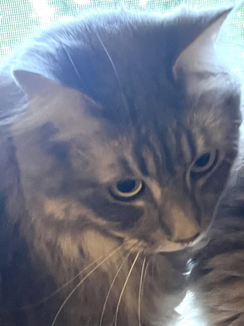 Bandit, an adoptable Domestic Medium Hair in Bellingham, WA
