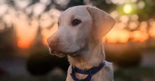 Mason