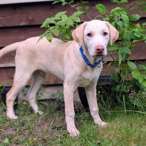 Mason, an adoptable Catahoula Leopard Dog in Bellingham, WA