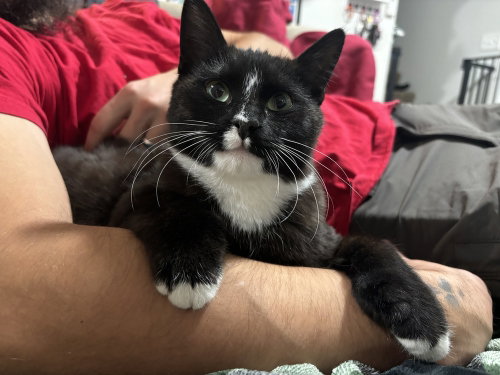 Otto