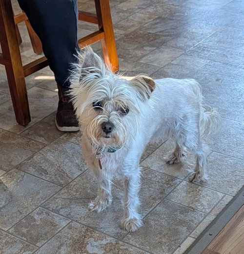 Gordo, an adoptable Shih Tzu in Bellingham, WA