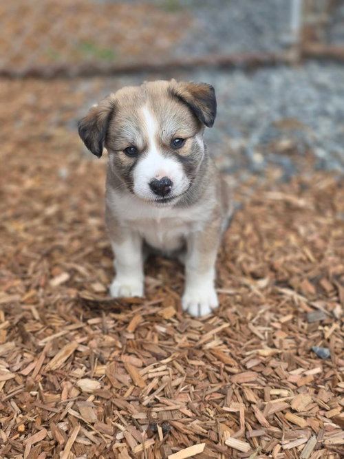 Nesta (Orange), an adoptable Siberian Husky in Bellingham, WA