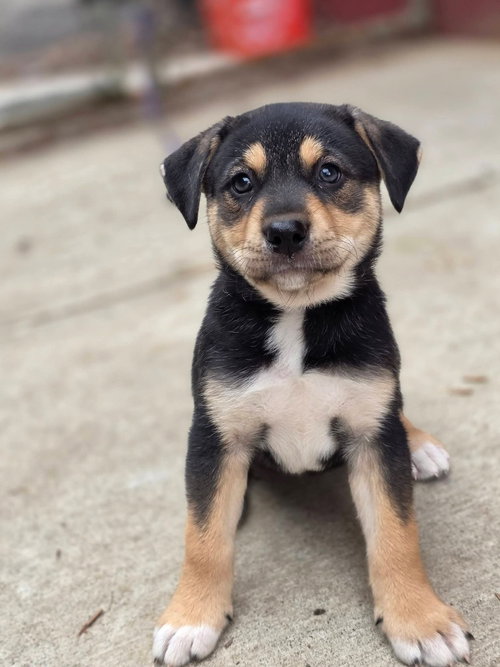 Ferye (Purple), an adoptable Siberian Husky in Bellingham, WA