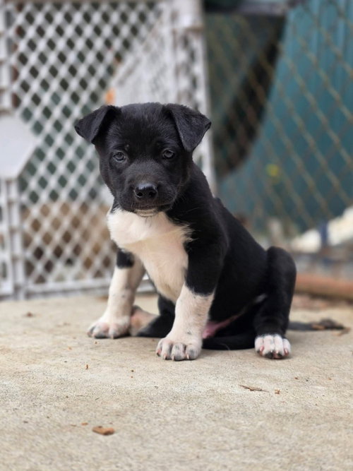 Cassian (Green), an adoptable Siberian Husky in Bellingham, WA