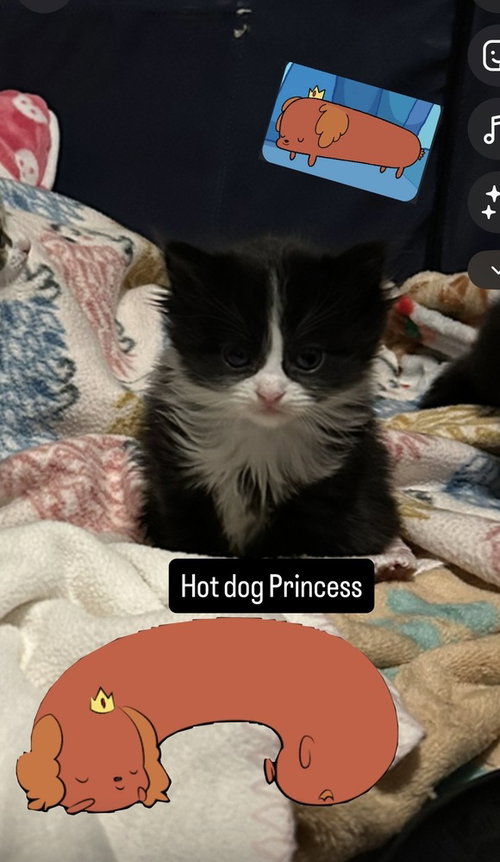 Hotdog Princess photo 2