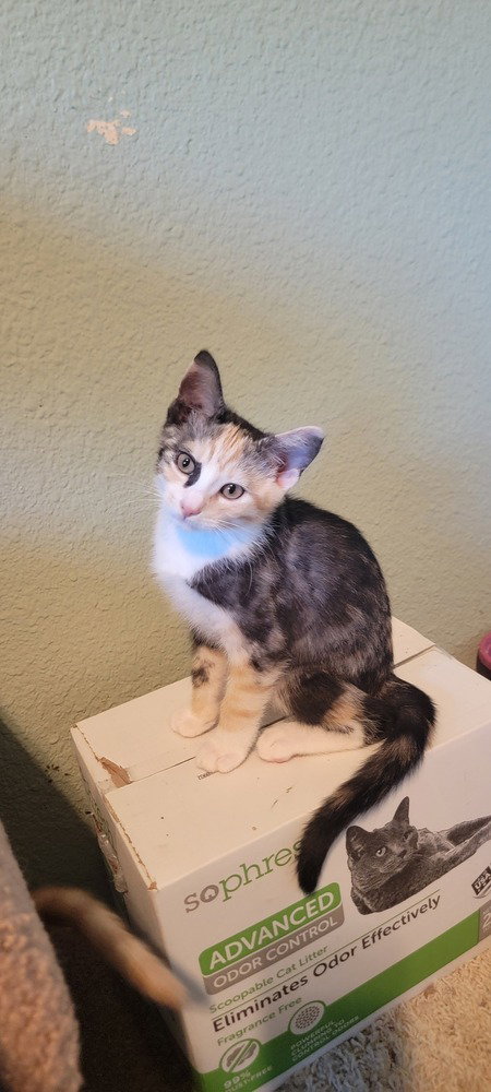 Princess Donut