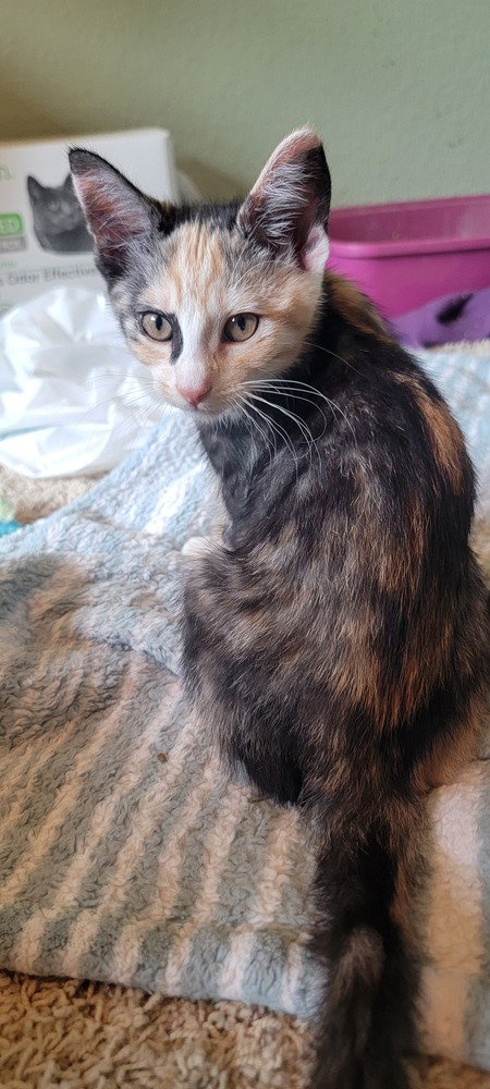 Princess Donut photo 2
