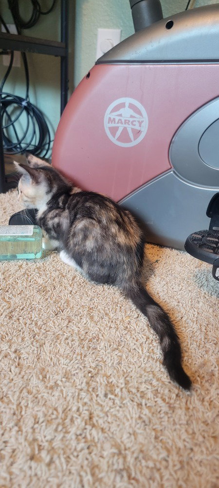 Princess Donut photo 3