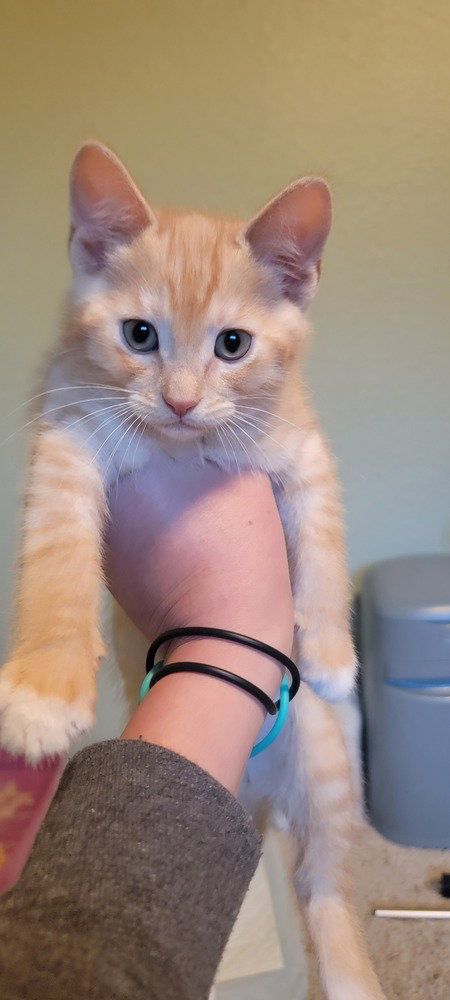 Mordecai photo 2