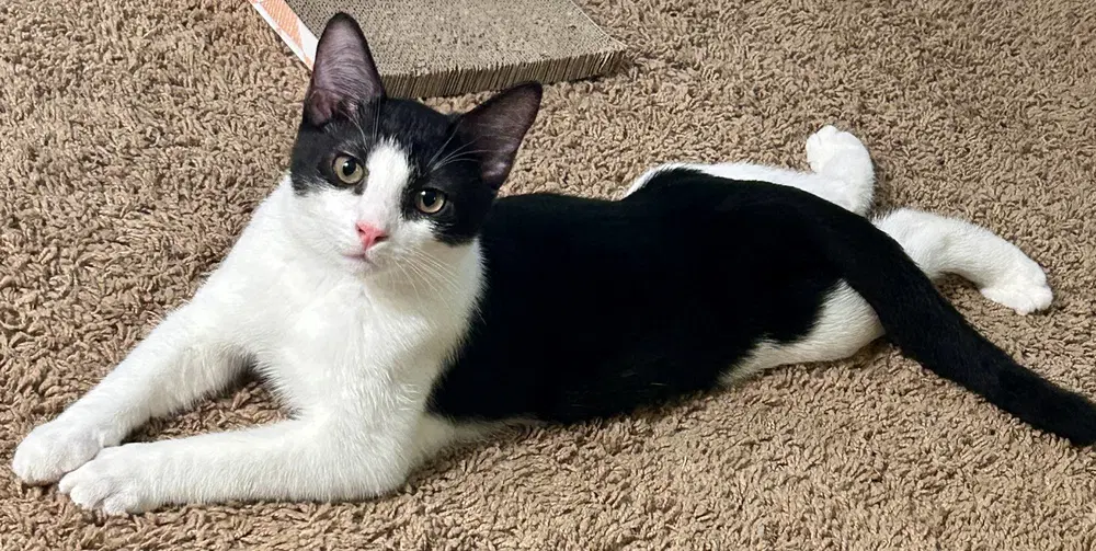 Leaf - Domestic Short Hair