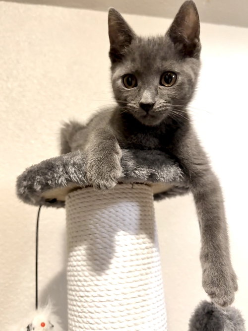 Pill Bug, an adoptable Domestic Short Hair in Bellingham, WA