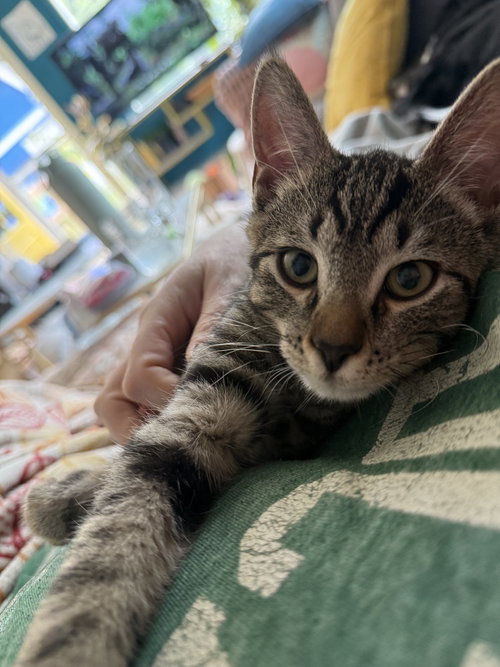 Professor Plum, an adoptable Domestic Short Hair in Bellingham, WA