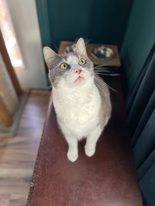 Myrtle