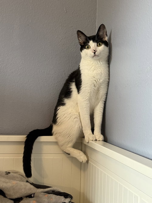 Mira, a cat for adoption from The Alternative Humane Society of Whatcom County