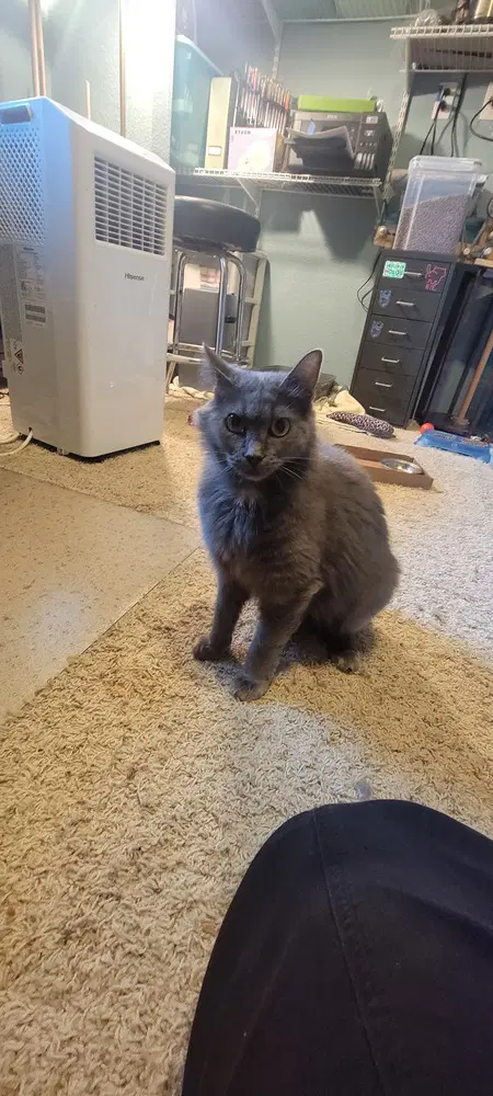 Audrey - Domestic Medium Hair